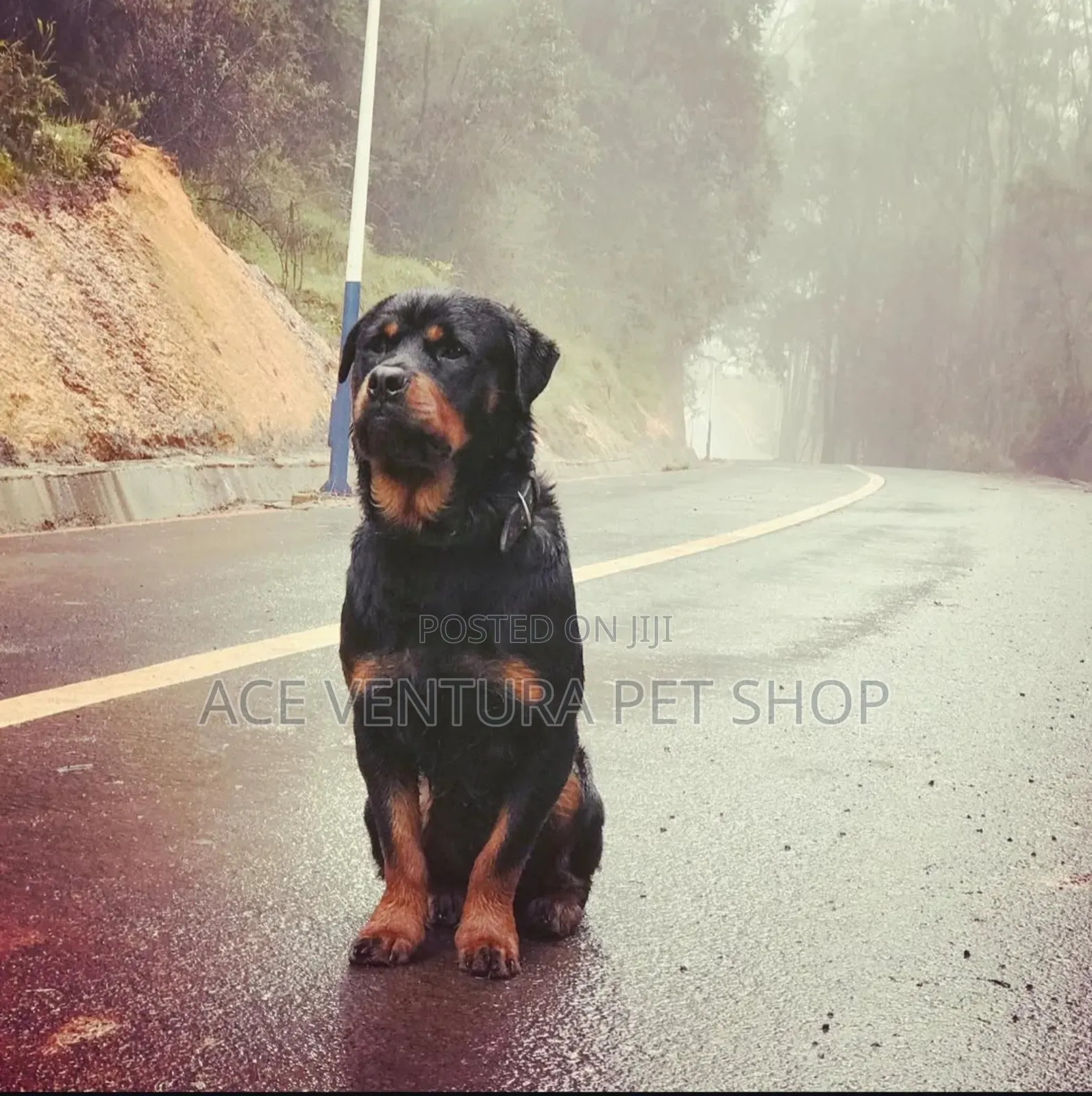 1-3 months Male Purebred Rottweiler