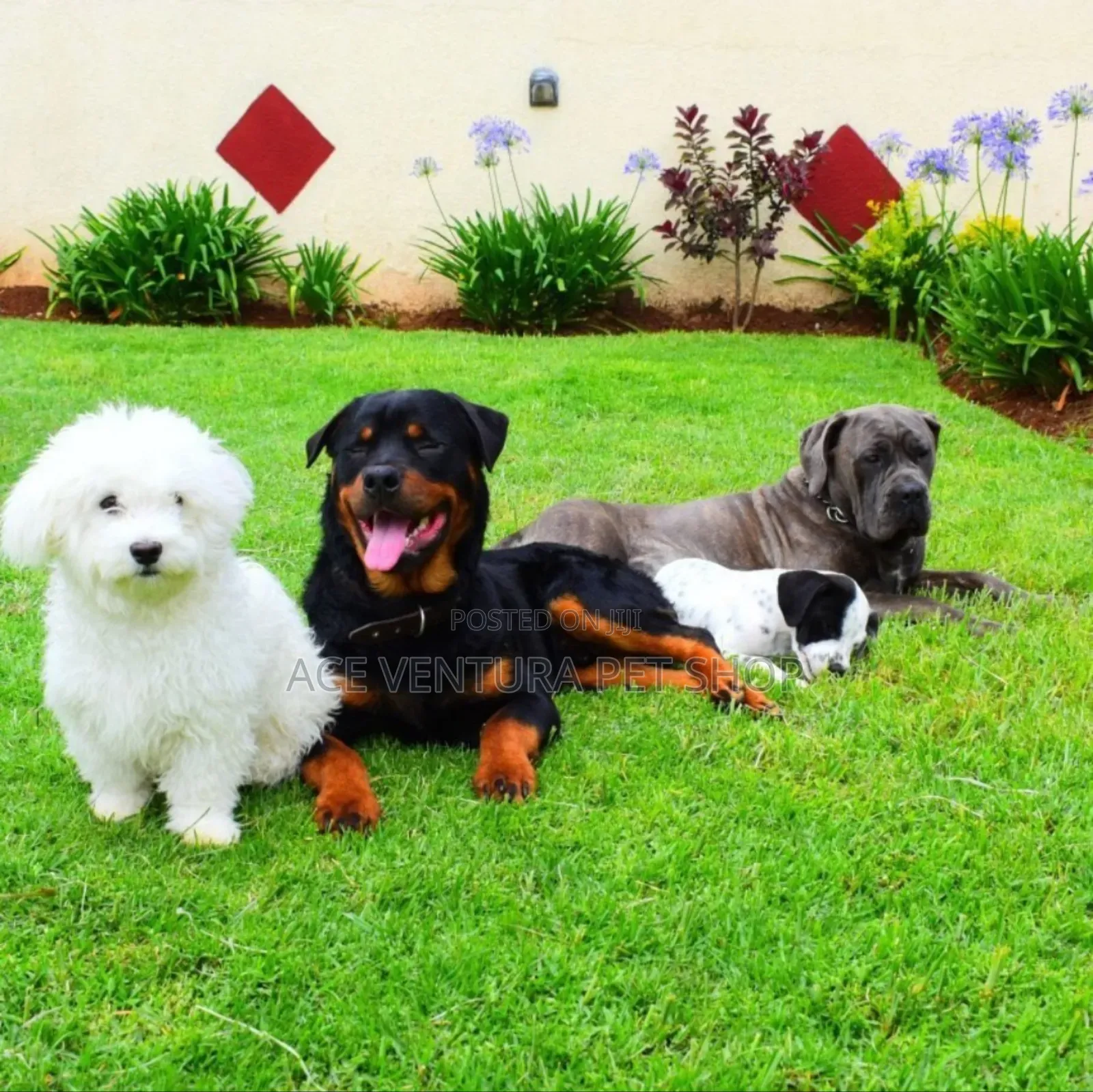1-3 months Male Purebred Rottweiler