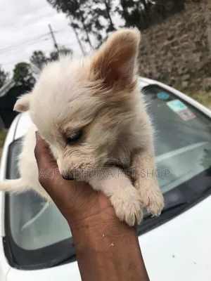 Photo - 1-3 months Female Mixed Breed Maltese