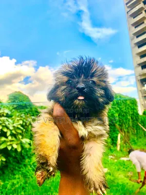 Photo - 1-3 months Male Purebred Maltese