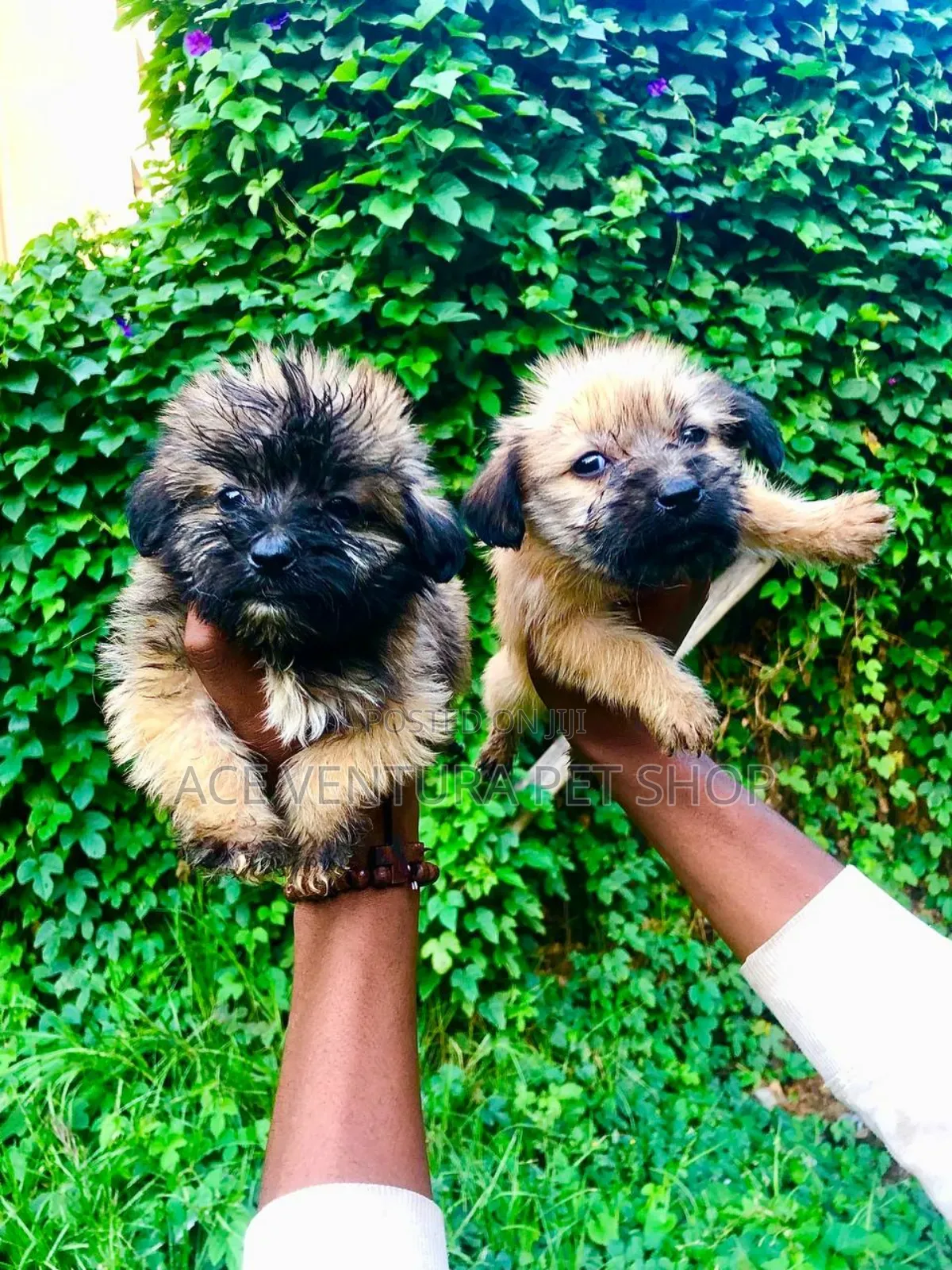 1-3 months Male Purebred Maltese