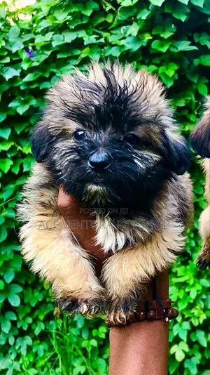 1-3 months Male Purebred Maltese