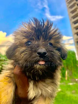 1-3 months Male Purebred Maltese