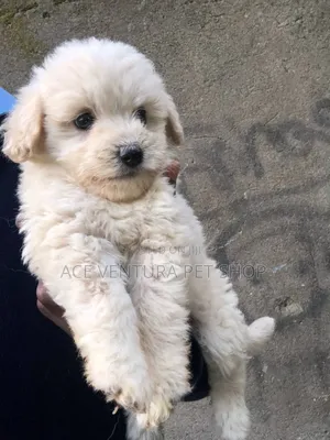 Photo - 1-3 months Male Purebred Poodle