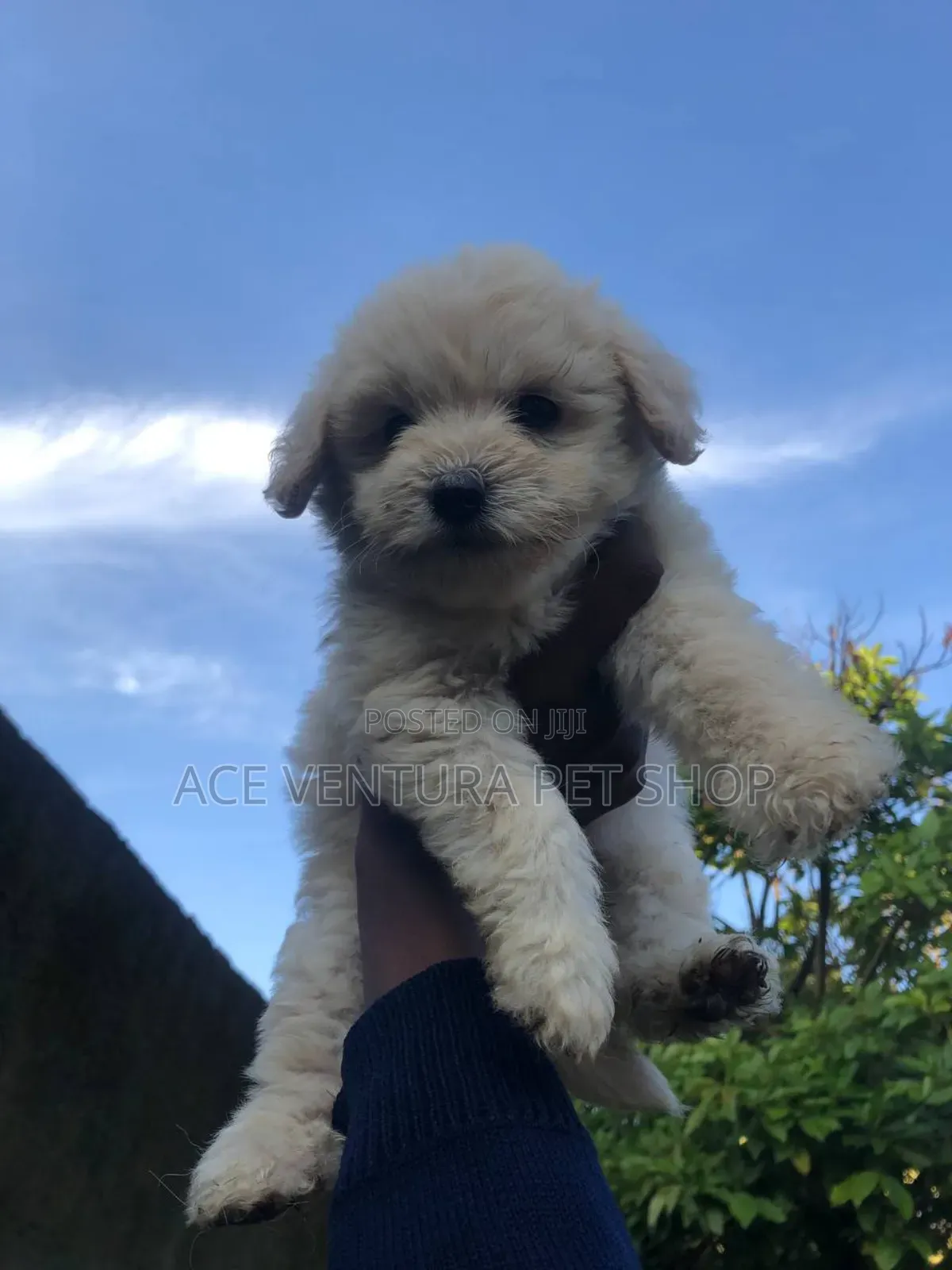 1-3 months Male Purebred Poodle