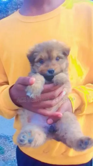 Photo - 1-3 months Male Purebred Maltese