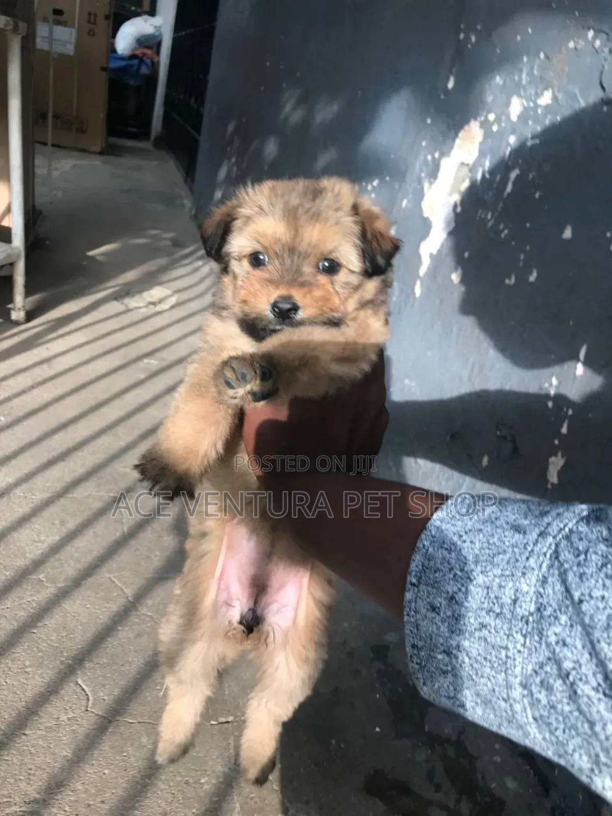 1-3 months Male Purebred Maltese