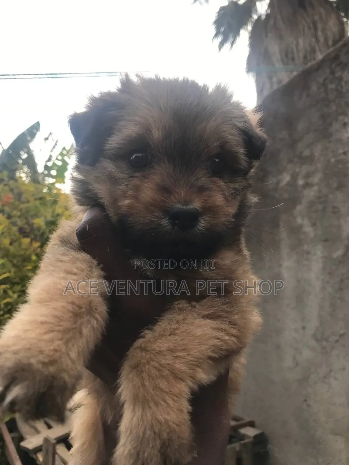 1-3 months Male Purebred Maltese