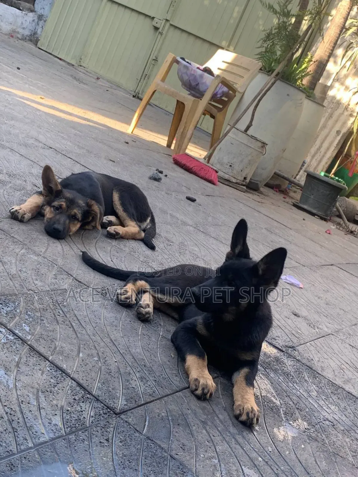 1-3 months Male Purebred German Shepherd