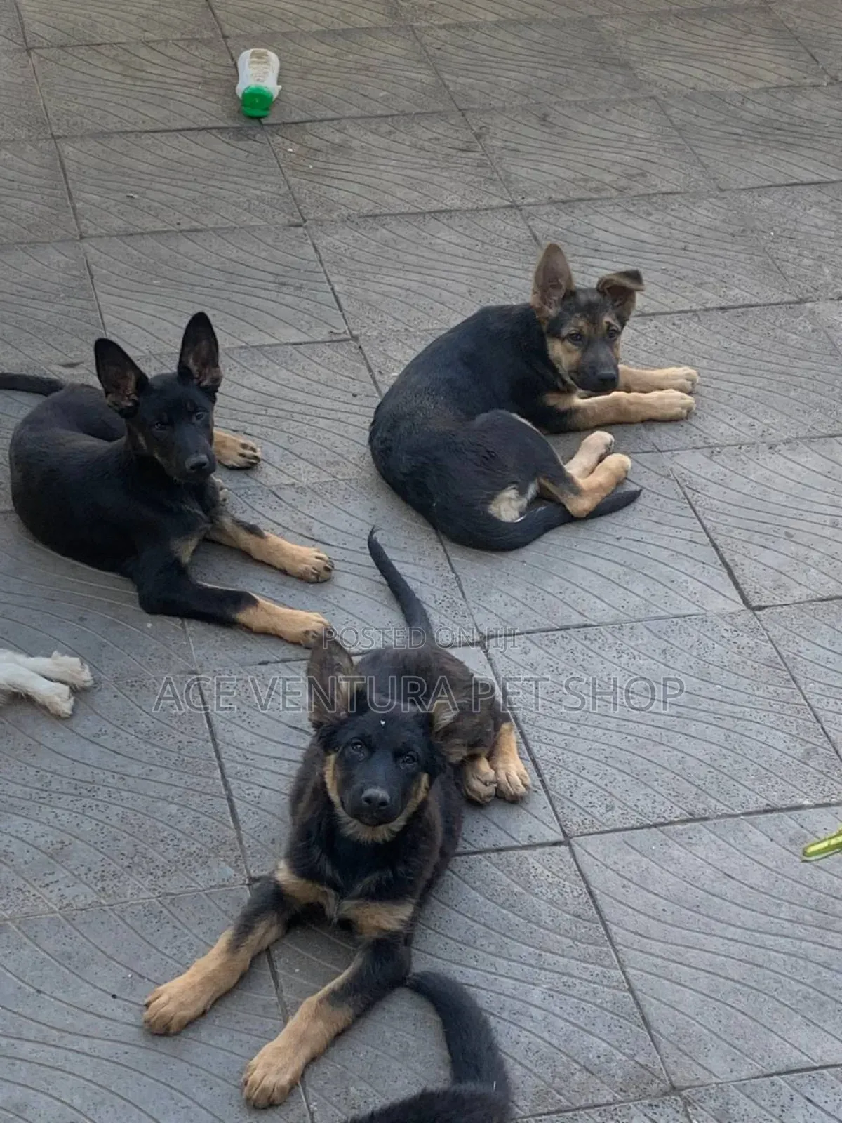 1-3 months Male Purebred German Shepherd