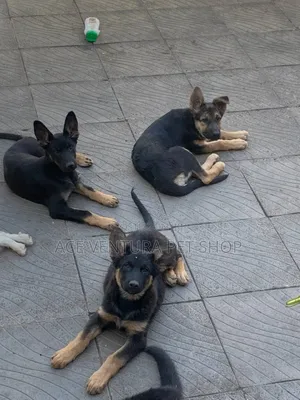 Photo - 1-3 months Male Purebred German Shepherd