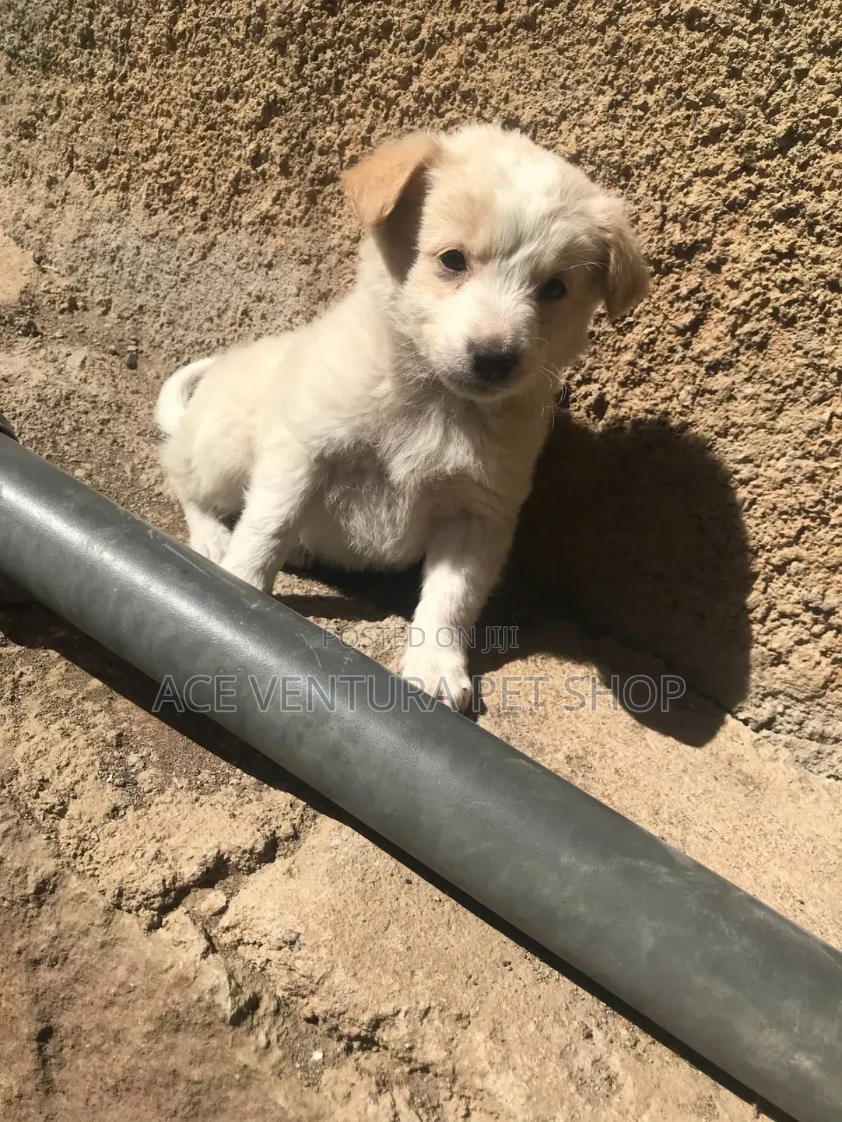 1-3 months Male Purebred Maltese