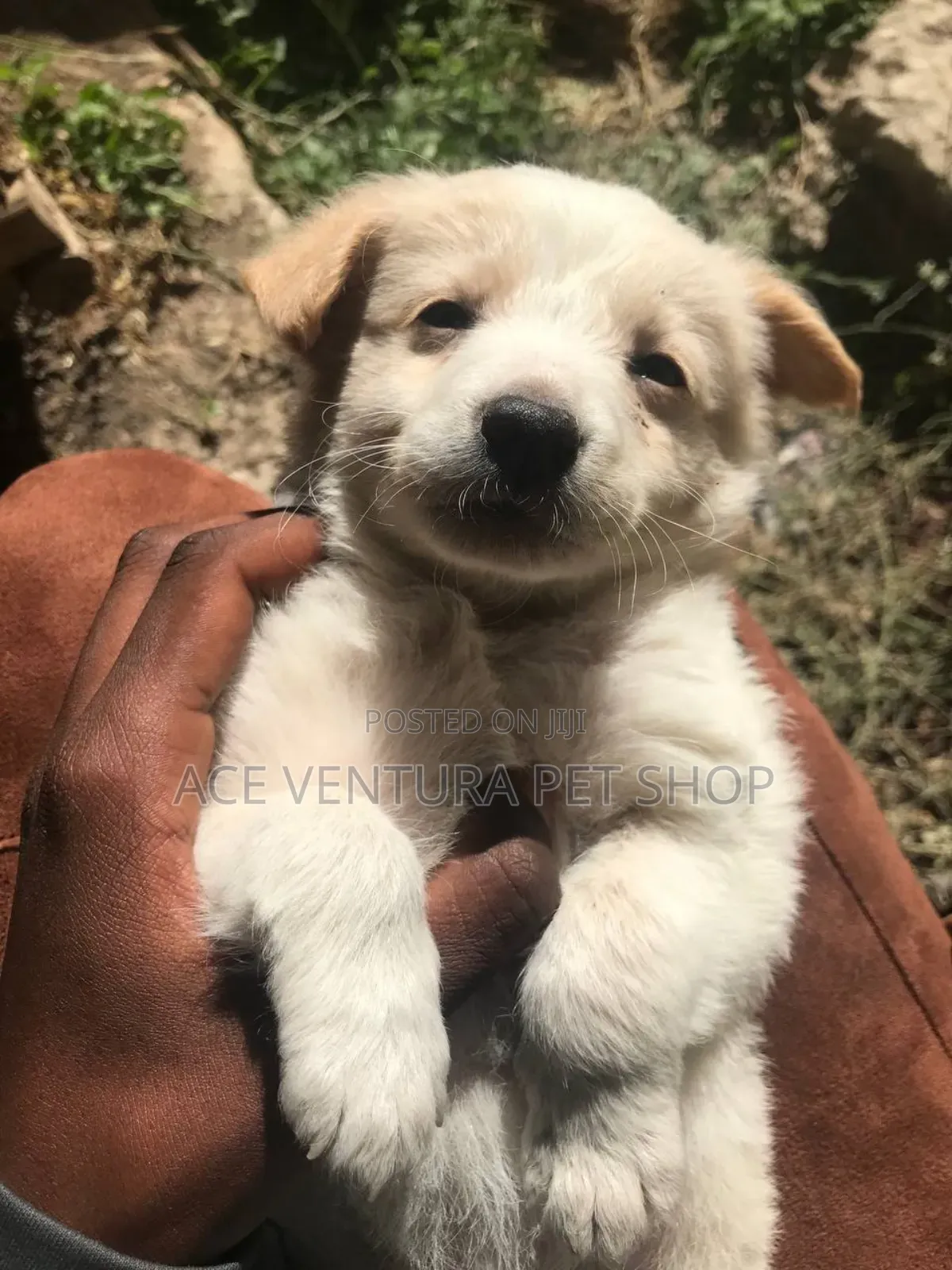 1-3 months Male Purebred Maltese