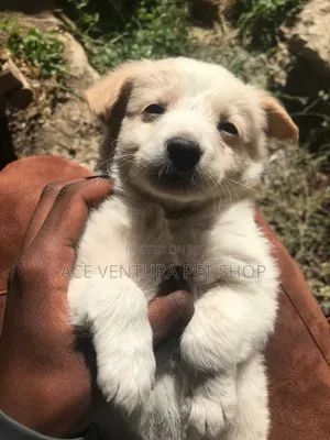 1-3 months Male Purebred Maltese