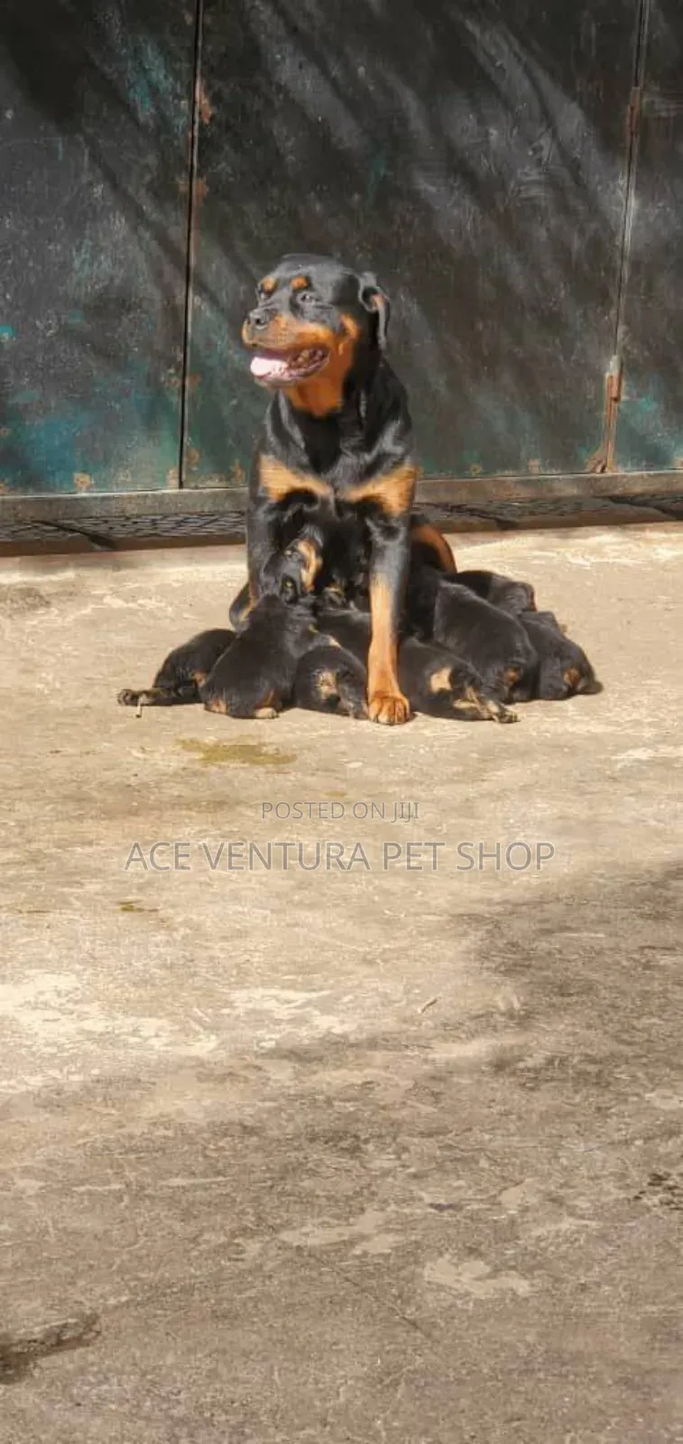 1-3 months Male Purebred Rottweiler