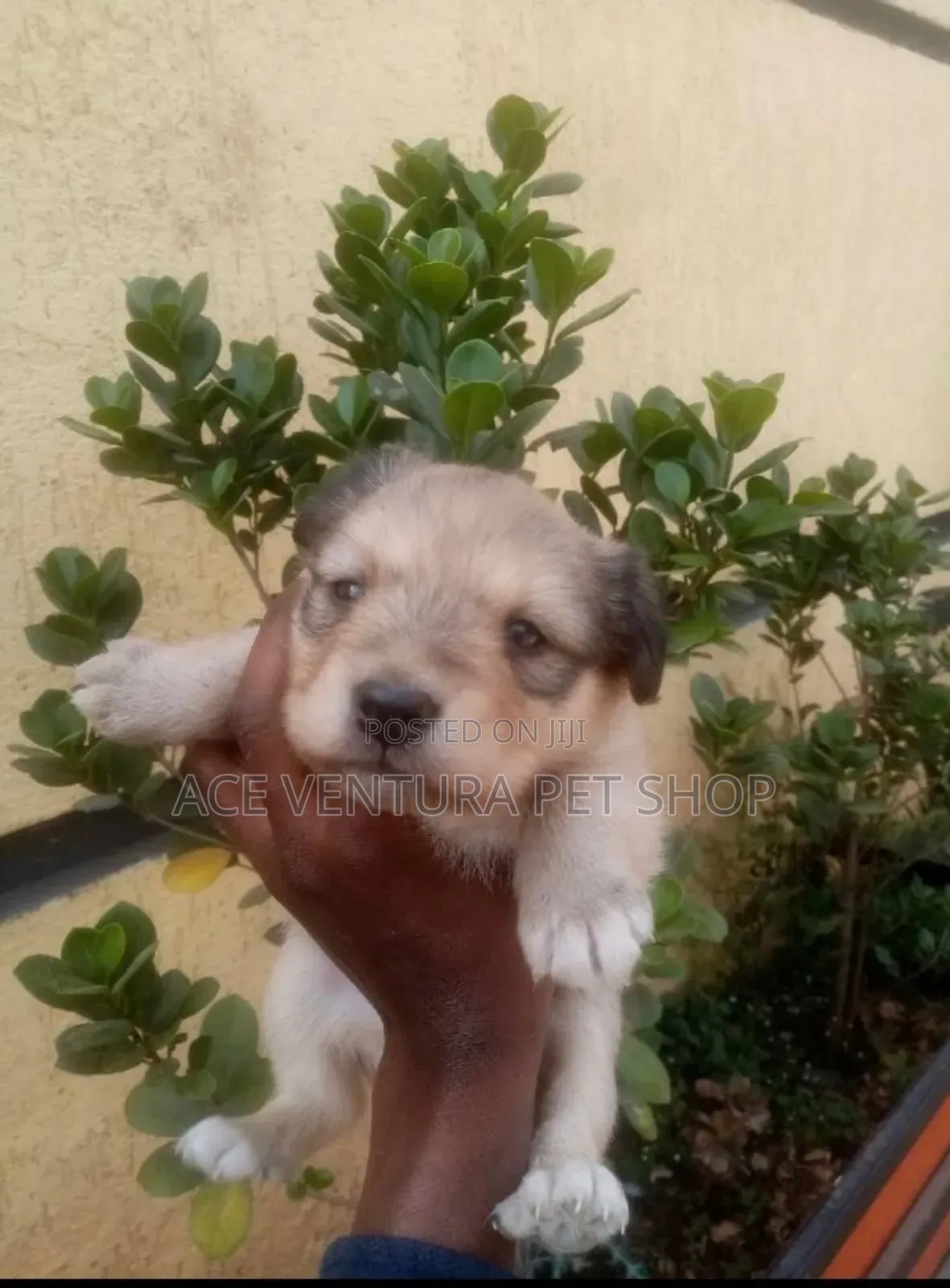 1-3 months Male Purebred Maltese