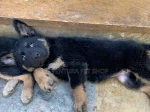 1-3 months Male Purebred German Shepherd
