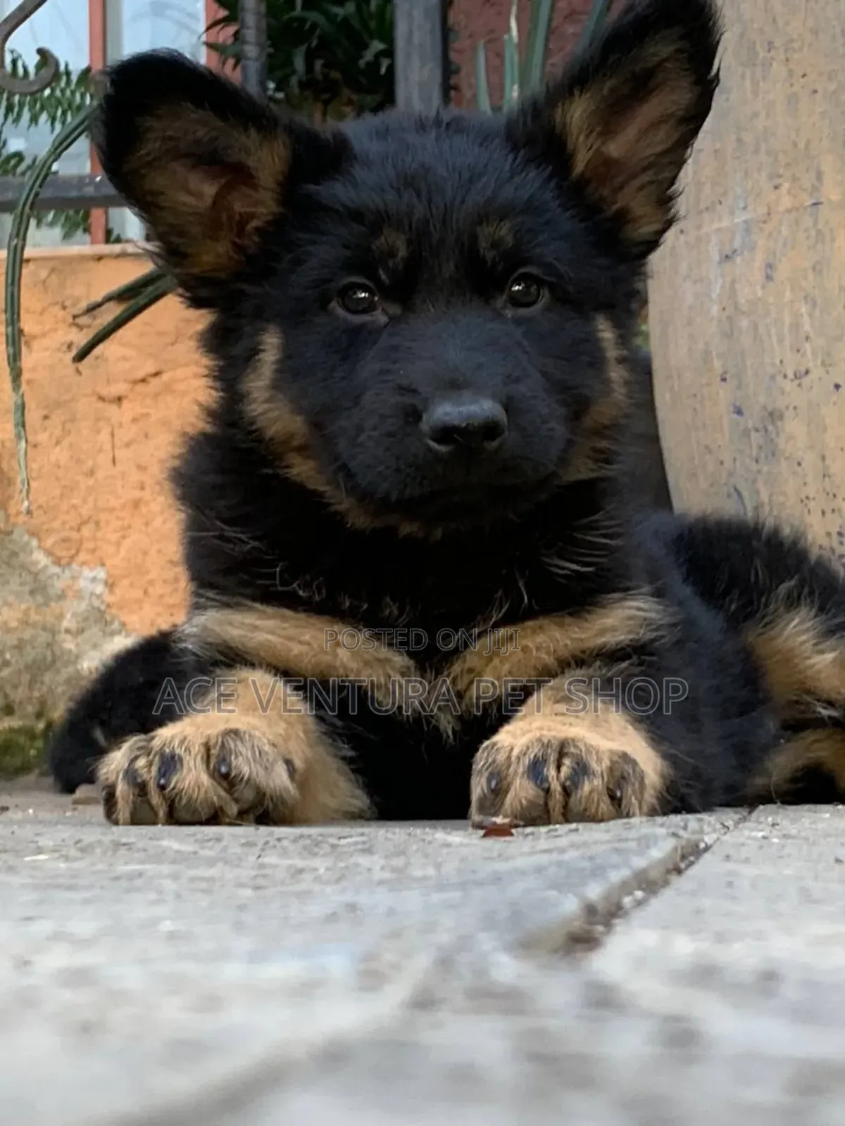 1-3 months Male Purebred German Shepherd