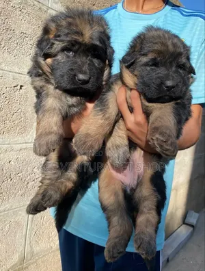 Photo - 1-3 months Male Purebred German Shepherd