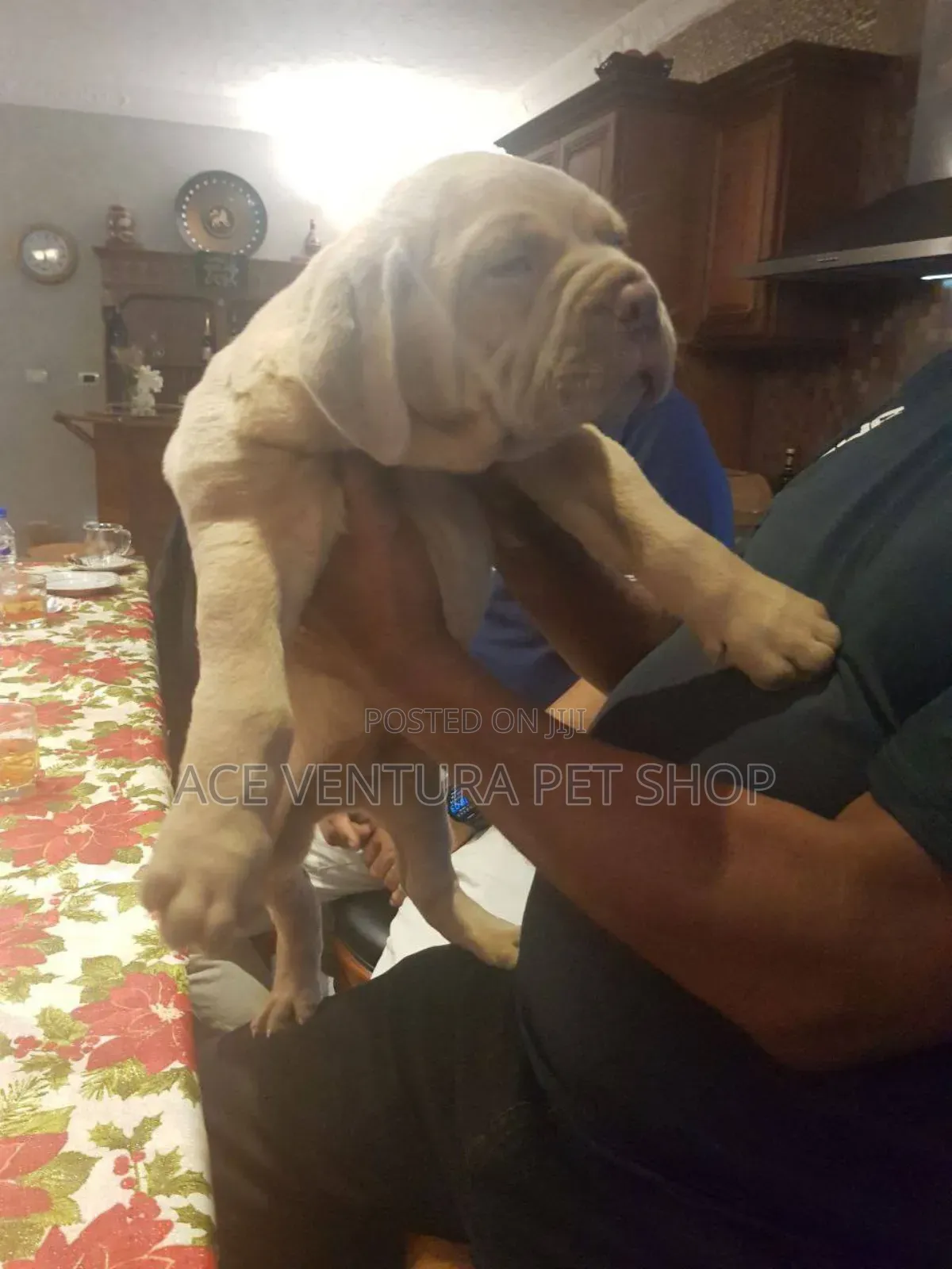 1-3 months Male Purebred Bullmastiff