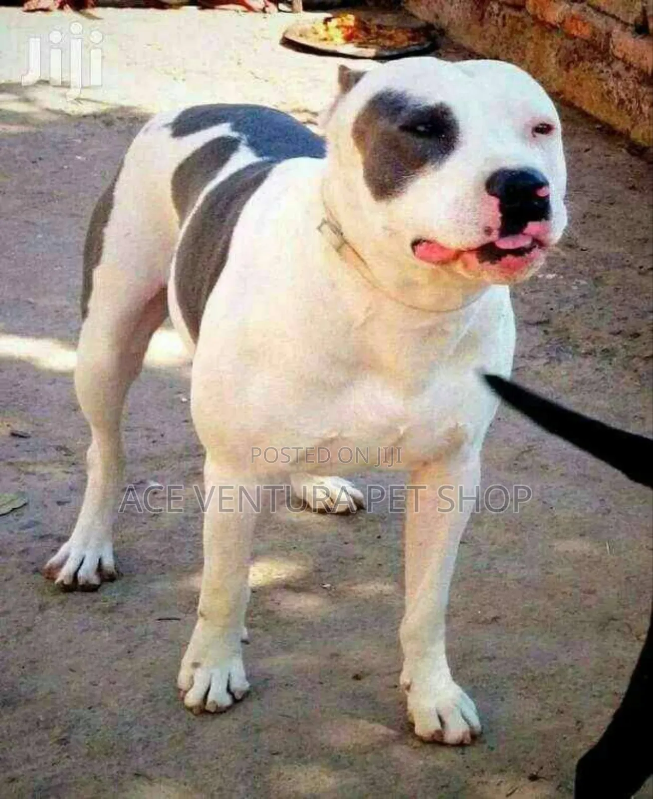 1-3 months Male Purebred American Pit Bull Terrier