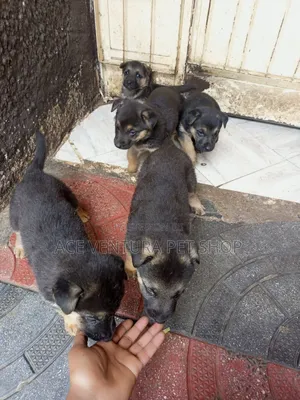 Photo - 1-3 months Male Purebred German Shepherd