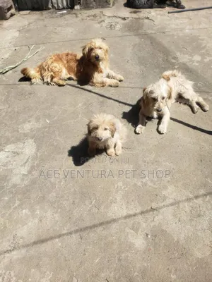 Photo - 1-3 months Male Purebred Maltese