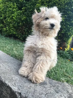 Photo - 1-3 months Male Purebred Maltese