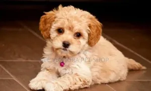 Photo - 1-3 months Male Purebred Maltese