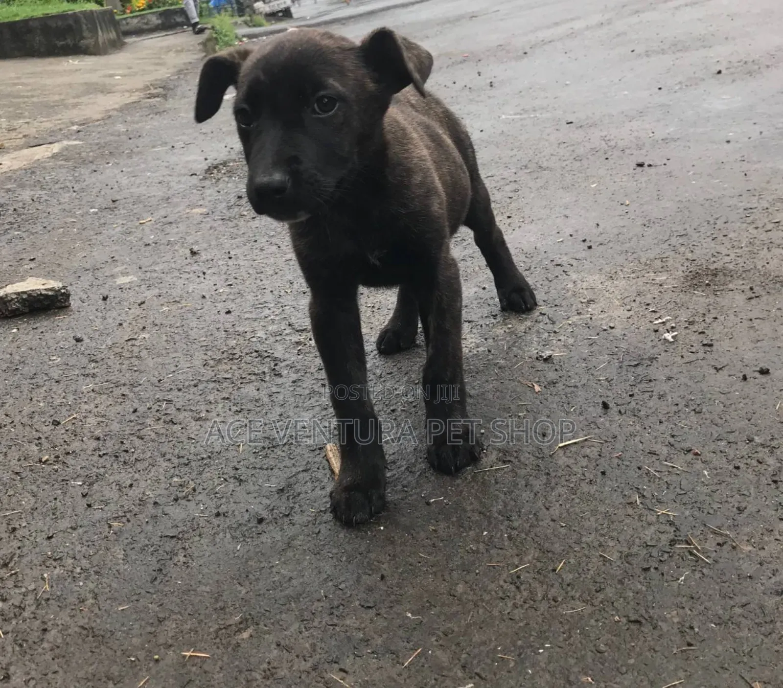 1-3 months Male Mixed Breed American Pit Bull Terrier