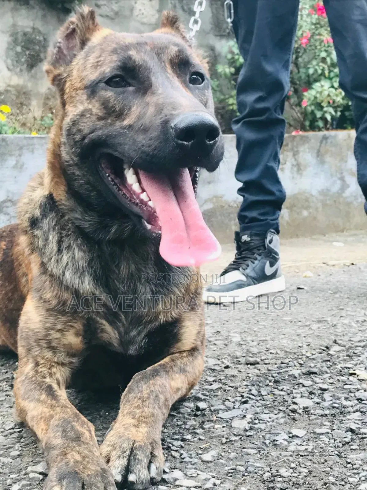 1-3 months Male Mixed Breed American Pit Bull Terrier