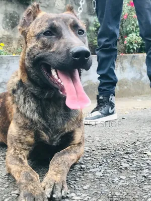 1-3 months Male Mixed Breed American Pit Bull Terrier