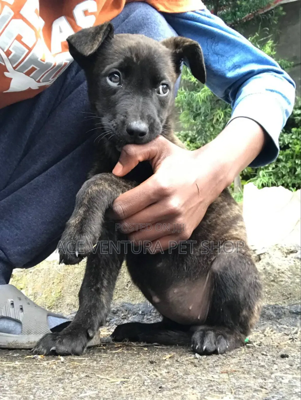 1-3 months Male Mixed Breed American Pit Bull Terrier