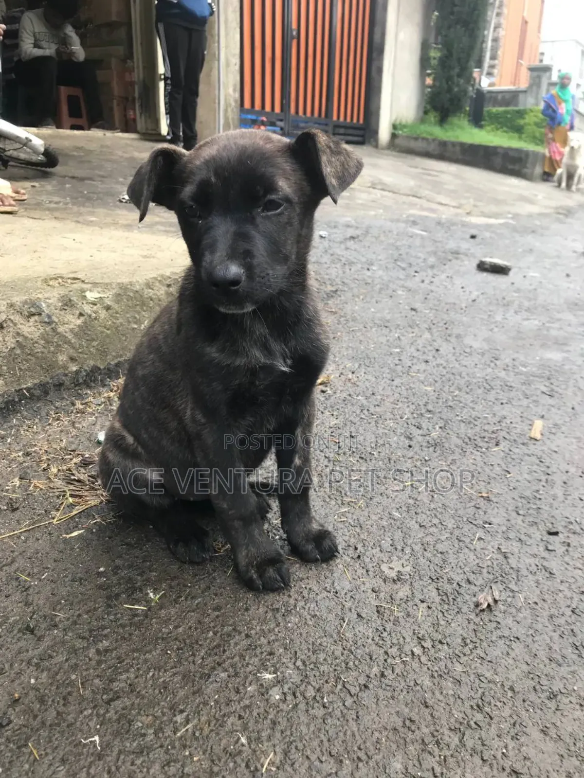 1-3 months Male Mixed Breed American Pit Bull Terrier