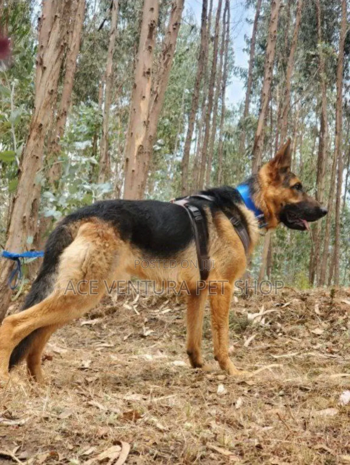 1-3 months Male Purebred German Shepherd