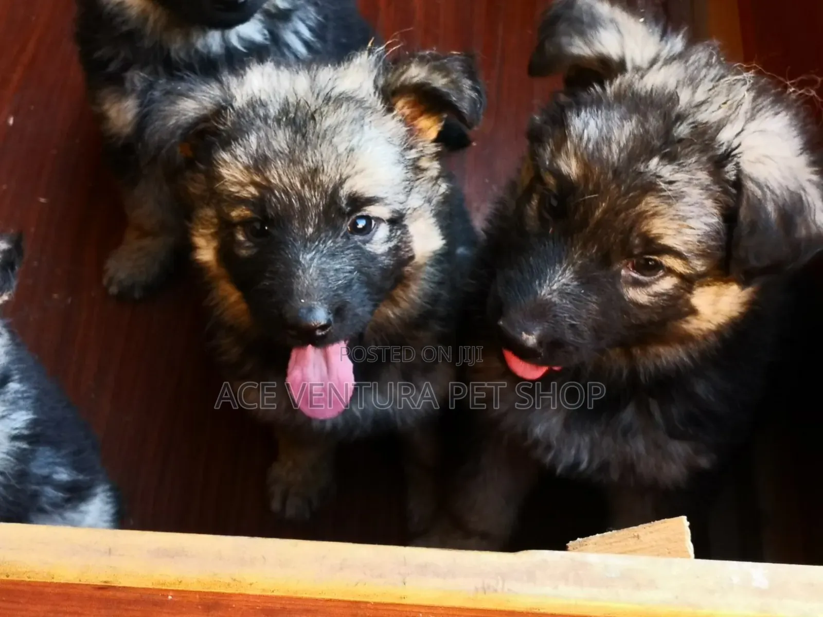 1-3 months Male Purebred German Shepherd