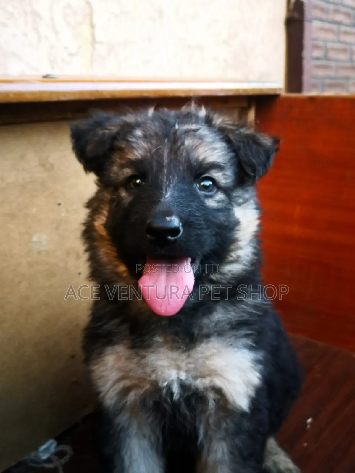 1-3 months Male Purebred German Shepherd