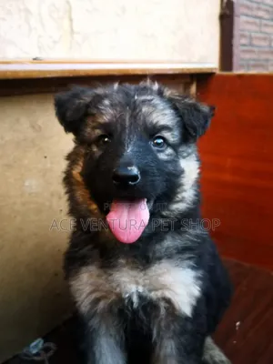 Photo - 1-3 months Male Purebred German Shepherd