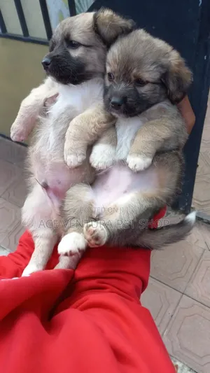 1-3 months Male Purebred Maltese