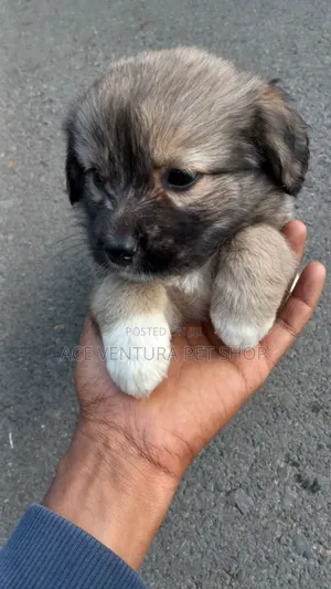 1-3 months Male Purebred Maltese