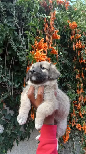 Photo - 1-3 months Male Purebred Maltese