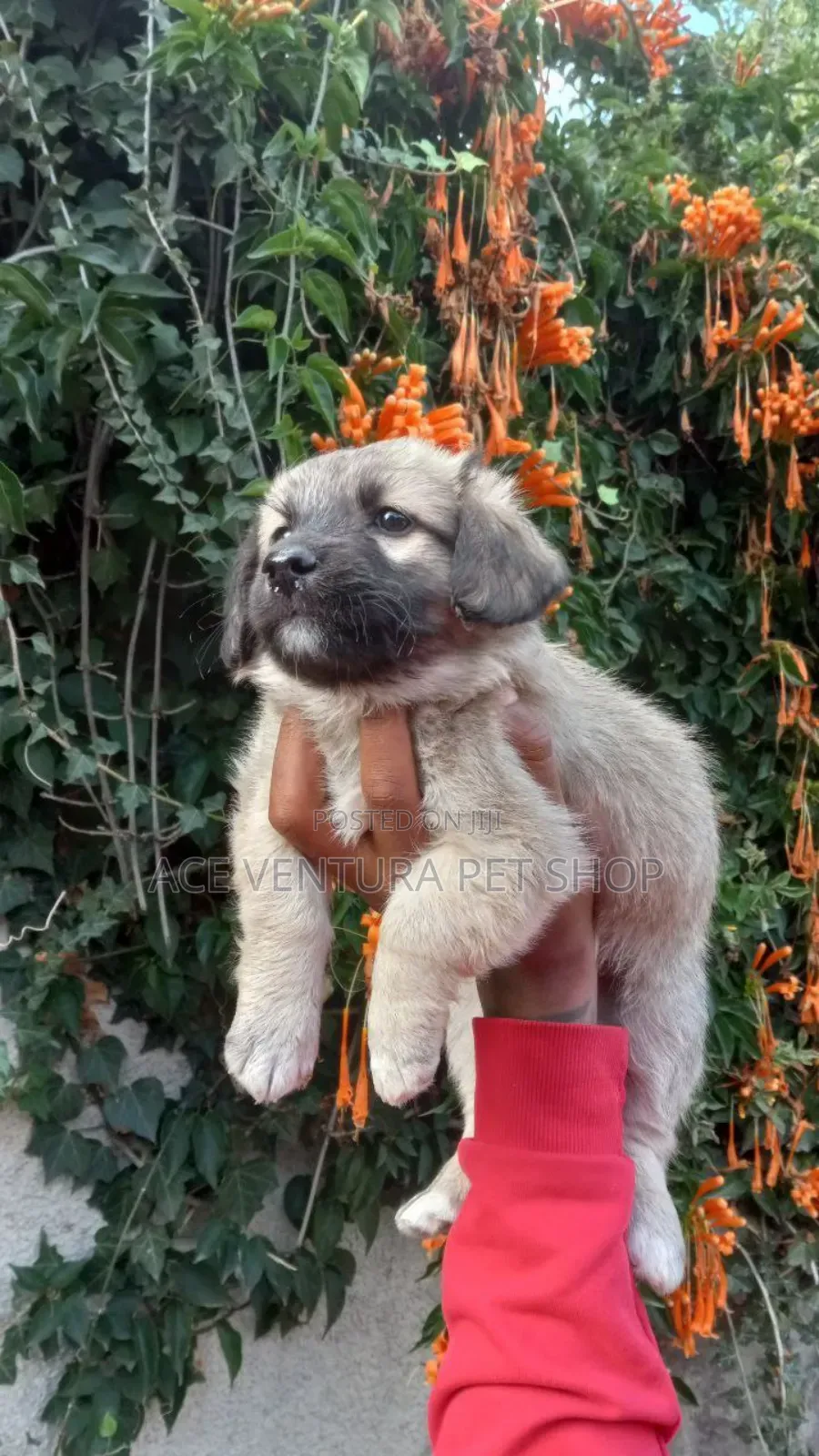 1-3 months Male Purebred Maltese