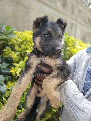 Photo - 1-3 months Male Purebred German Shepherd