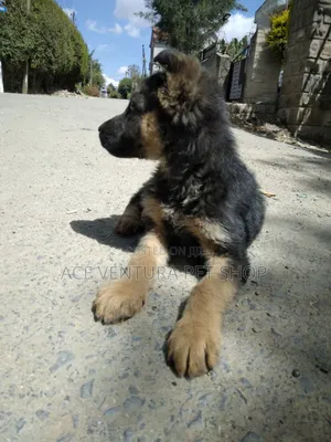 1-3 months Male Purebred German Shepherd