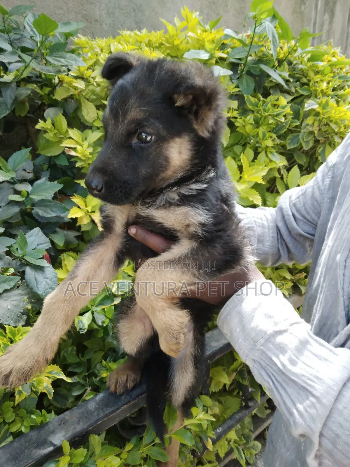 1-3 months Male Purebred German Shepherd