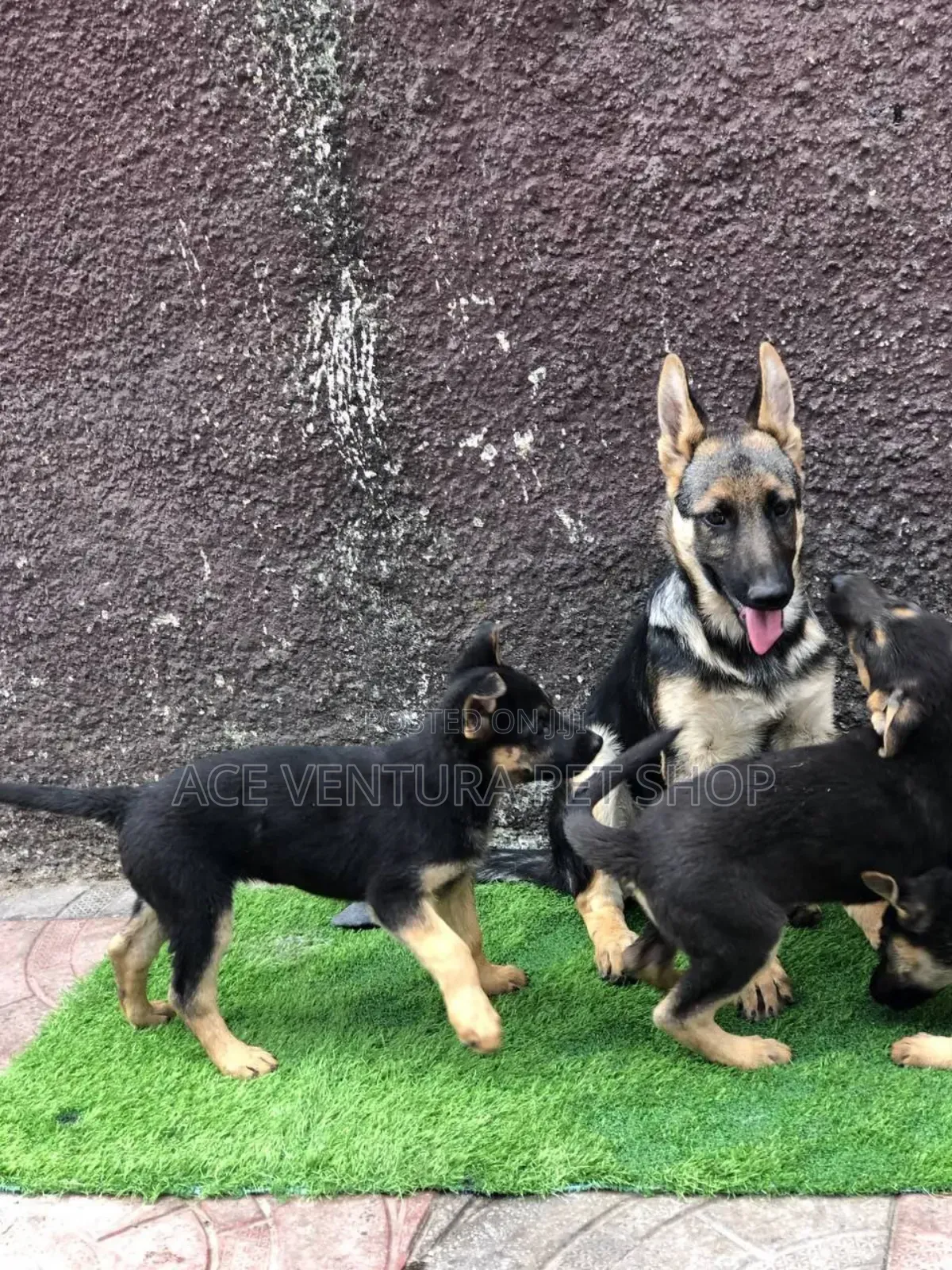 1-3 months Male Purebred German Shepherd