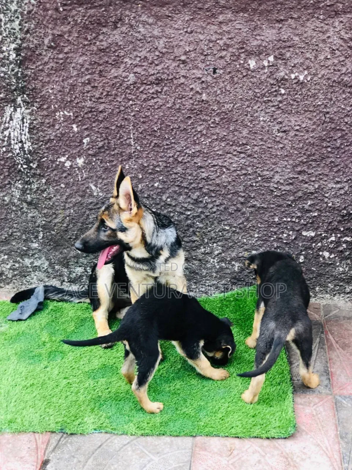 1-3 months Male Purebred German Shepherd