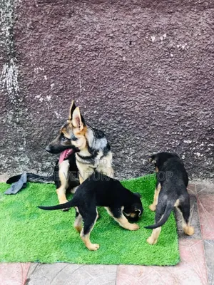 1-3 months Male Purebred German Shepherd