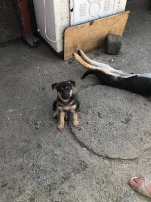 Photo - 1-3 months Male Purebred German Shepherd