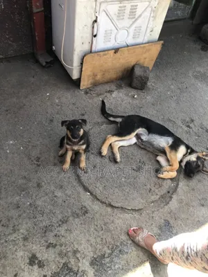 1-3 months Male Purebred German Shepherd